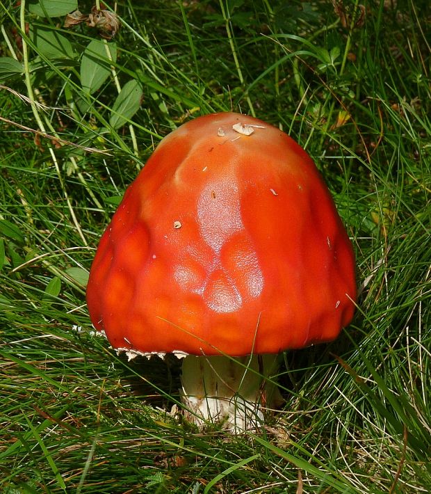 muchotrávka červená Amanita muscaria (L.) Lam.