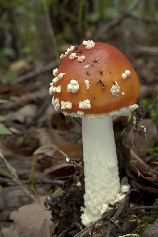 muchotrávka červená Amanita muscaria (L.) Lam.