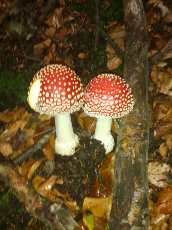 muchotrávka červená Amanita muscaria (L.) Lam.