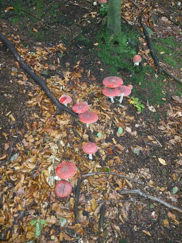 muchotrávka červená Amanita muscaria (L.) Lam.