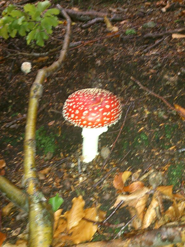 muchotrávka červená Amanita muscaria (L.) Lam.