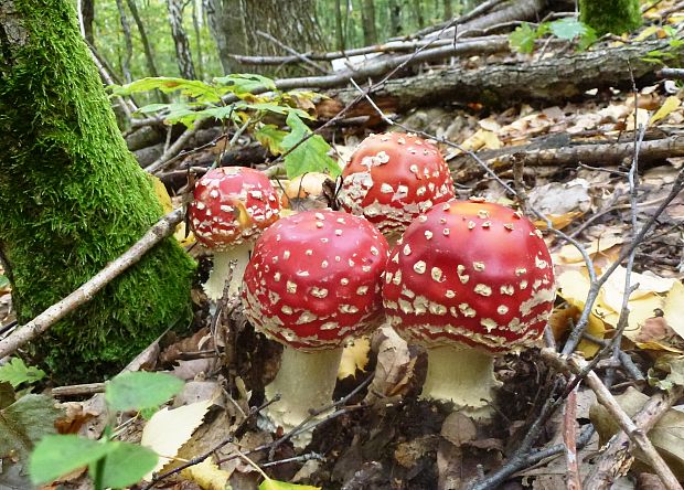 muchotrávka červená-2 Amanita muscaria (L.) Lam.