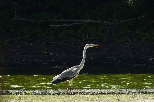 volavka popolavá Ardea cinerea