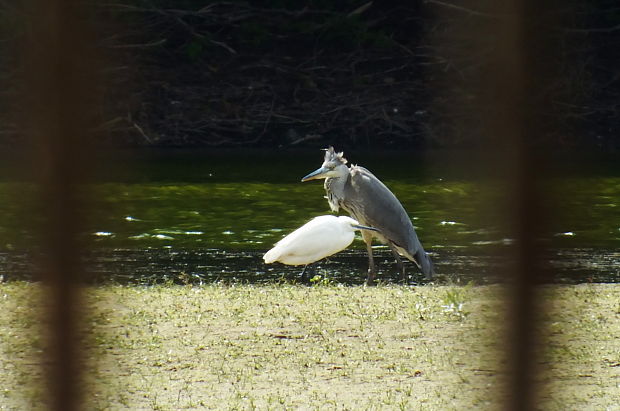 volavka popolavá Ardea cinerea