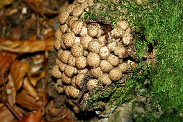 podpňovka obyčajná Armillaria mellea (Vahl) P. Kumm.