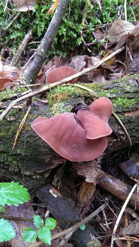 uchovec bazový Auricularia auricula-judae (Bull.) Quél.