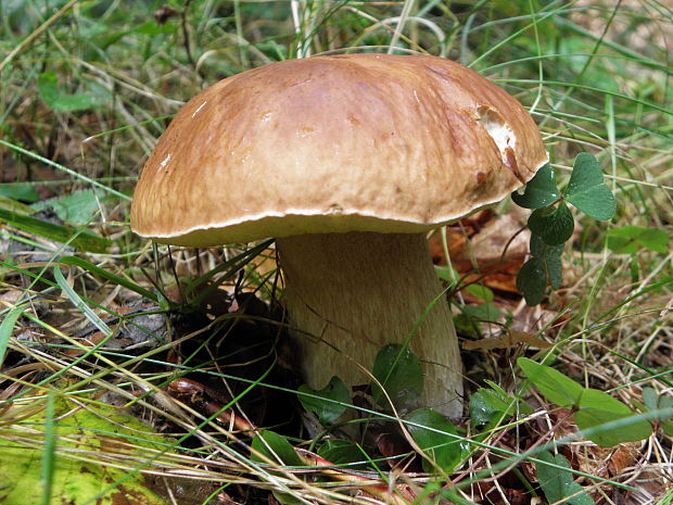 hríb smrekový Boletus edulis Bull.