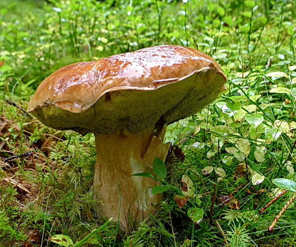 hríb smrekový Boletus edulis Bull.