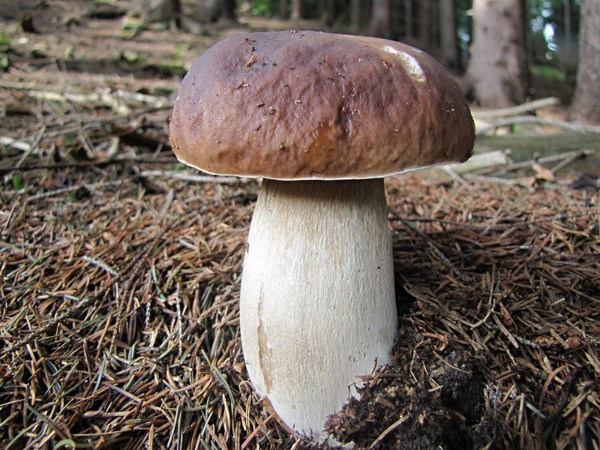 hríb smrekový Boletus edulis Bull.