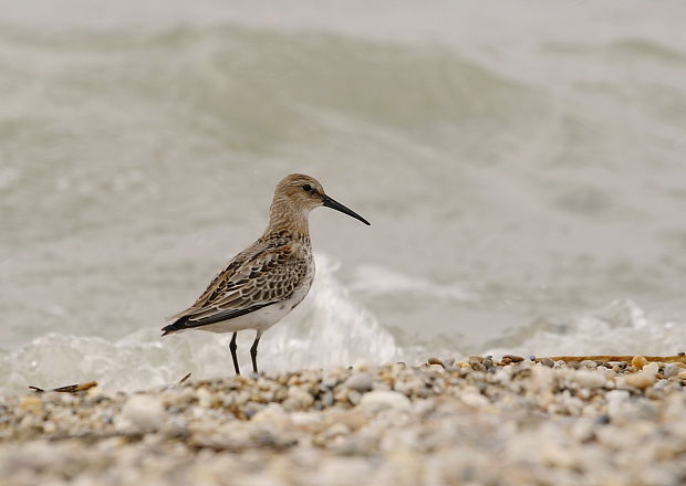 pobrežník obyčajný Calidris alpina