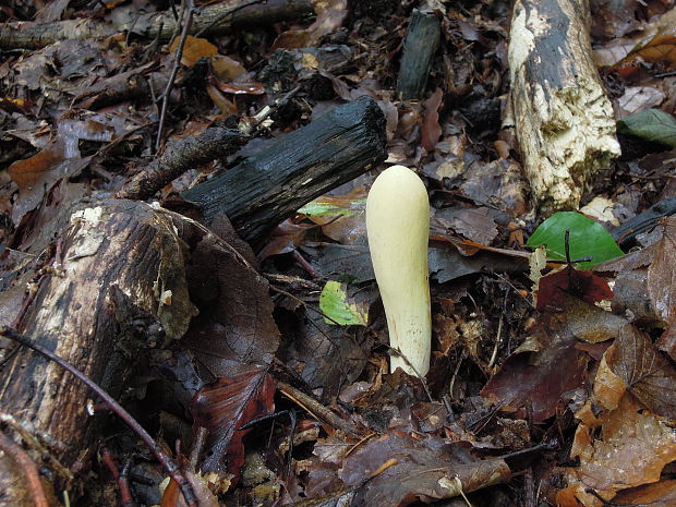 kyjak obrovský Clavariadelphus pistillaris (Fr.) Donk