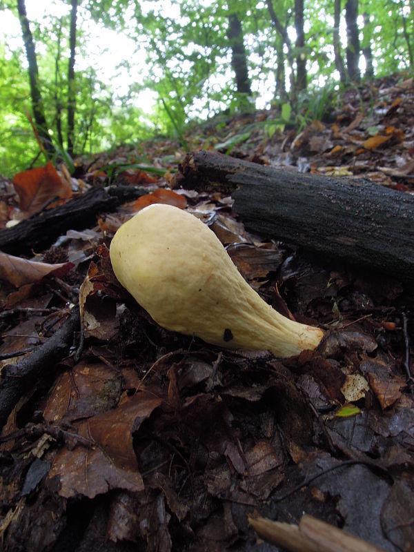 kyjak obrovský Clavariadelphus pistillaris (Fr.) Donk