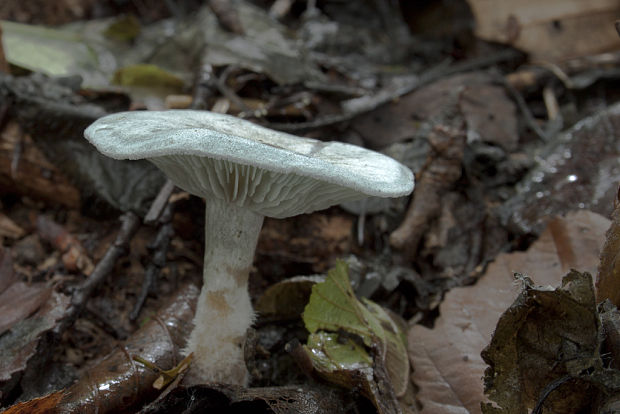 strmuľka anízová Clitocybe odora (Bull.) P. Kumm.