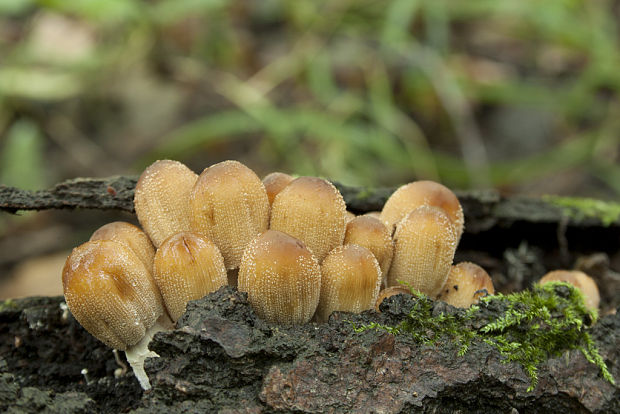 hnojník ligotavý Coprinellus micaceus (Bull.) Vilgalys, Hopple & Jacq. Johnson