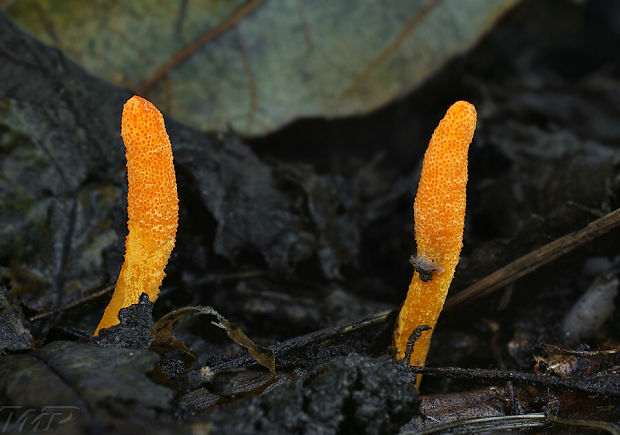 žezlovka hmyzová Cordyceps militaris (Fr.) Link