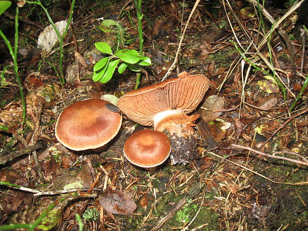 pavučinovec Cortinarius sp.