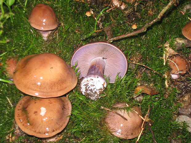 pavučinovec Cortinarius sp.