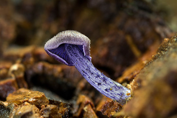 hodvábnica fialovomodrá Entoloma euchroum (Pers.) Donk