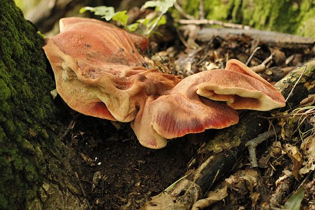 pečeňovec dubový Fistulina hepatica (Schaeff.) With.