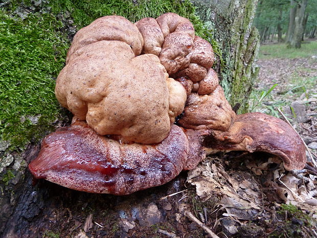 pečeňovec dubový Fistulina hepatica (Schaeff.) With.