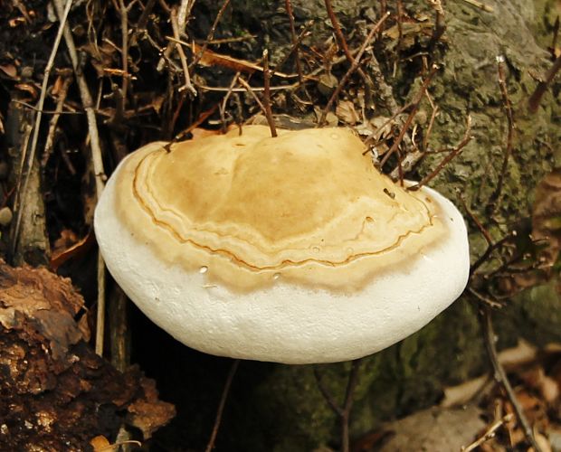 práchnovec kopytovitý Fomes fomentarius (L.) J.J. Kickx