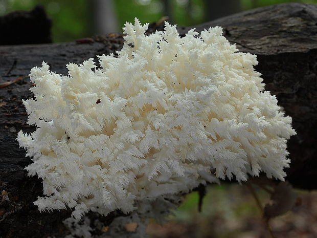 koralovec bukový Hericium coralloides (Scop.) Pers.