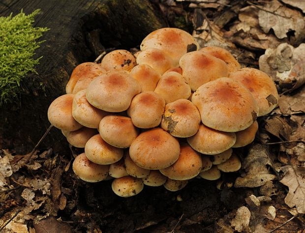 strapcovka tehlovočervená Hypholoma lateritium (Schaeff.) P. Kumm.