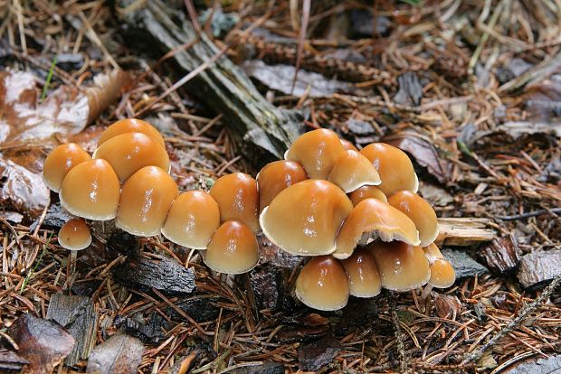 strapcovka vláknitohlúbiková Hypholoma marginatum J. Schröt.