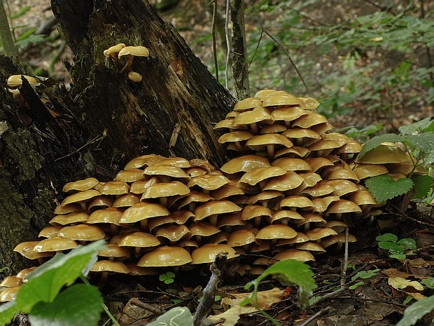 šupinačka menlivá Kuehneromyces mutabilis (Schaeff.) Singer & A.H. Sm.