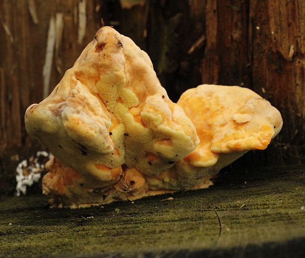 sírovec obyčajný Laetiporus sulphureus (Bull.) Murrill