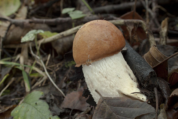 kozák osikový Leccinum albostipitatum den Bakker & Noordel.