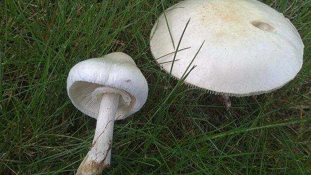 bedlica ružovolupeňová Leucoagaricus leucothites (Vittad.) Wasser