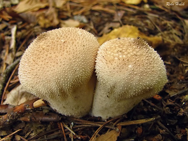 prášnica Lycoperdon sp.