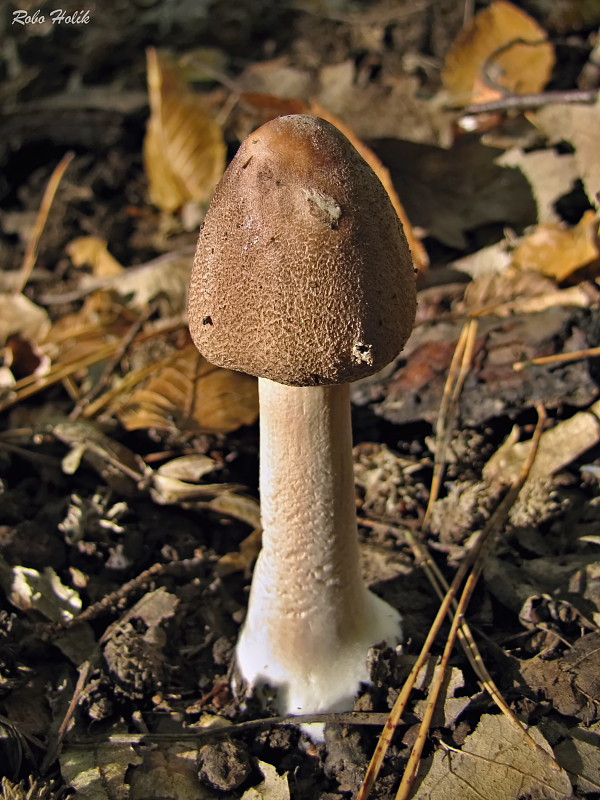 bedľa Macrolepiota sp.