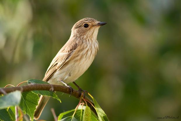 muchár sivý Muscicapa striata