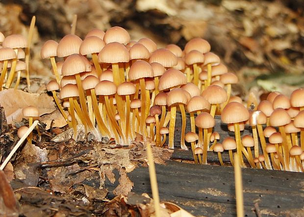 prilbička žltohlúbiková Mycena renati Quél.