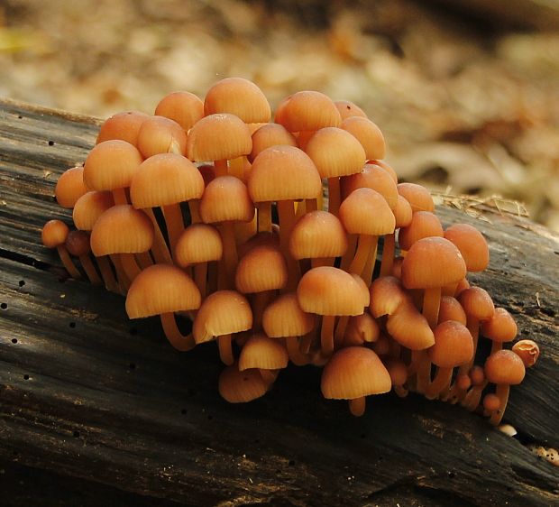 prilbička žltohlúbiková Mycena renati Quél.