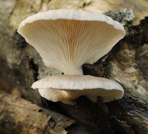 hliva buková Pleurotus pulmonarius (Fr.) Quél.