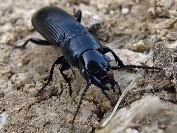 Pterostichus cylindricus