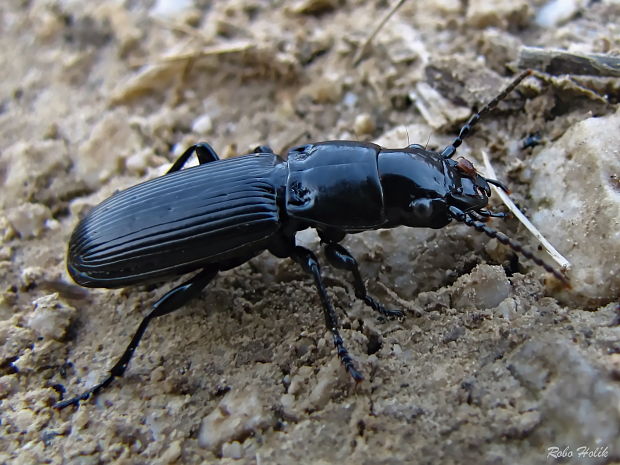 Pterostichus cylindricus