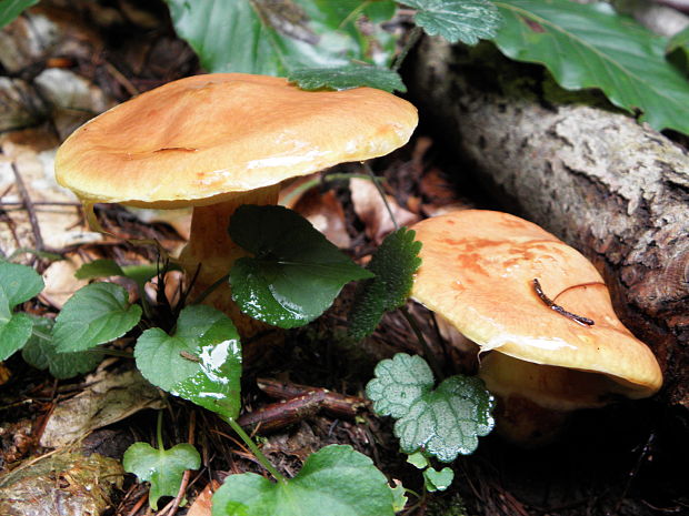 masliak smrekovcový Suillus grevillei (Klotzsch) Singer