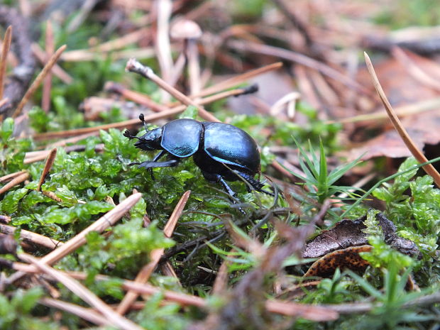 lajniak hladký Trypocopris vernalis