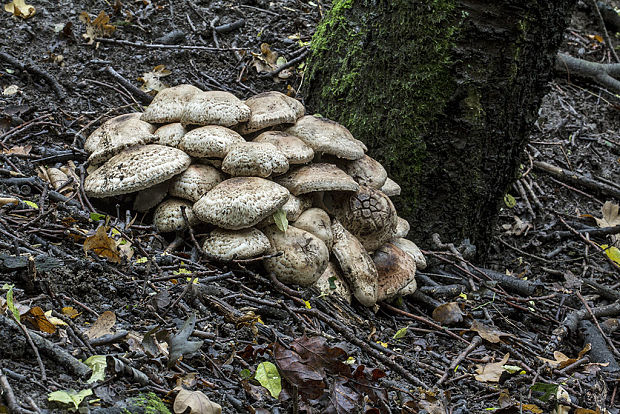 pečiarka trsovitá Agaricus bohusii Bon