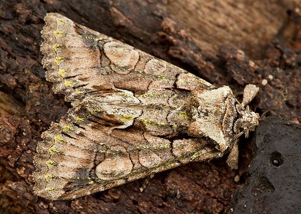 mora hlohová Allophyes oxyacanthae