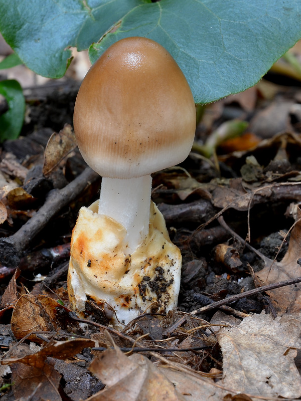 muchotrávka plavohnedá Amanita fulva Fr.