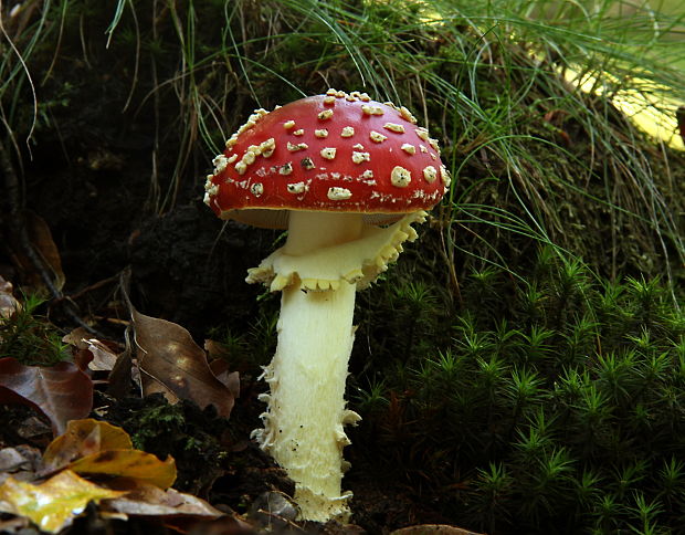 muchotrávka červená pekná Amanita muscaria var. formosa Pers.