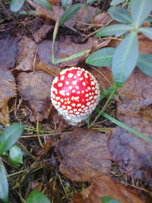 muchotrávka červená Amanita muscaria (L.) Lam.