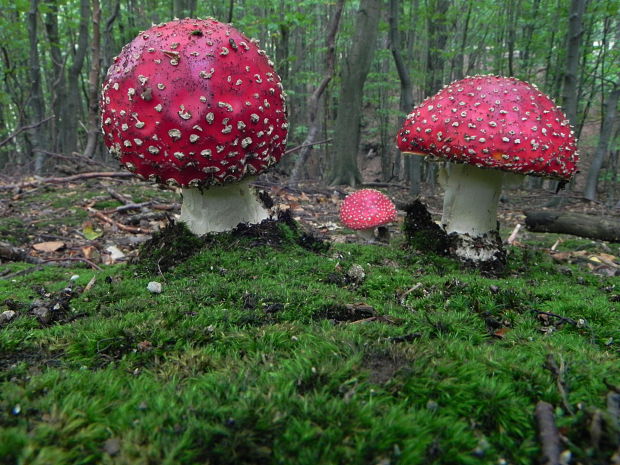 muchotrávka červená Amanita muscaria (L.) Lam.