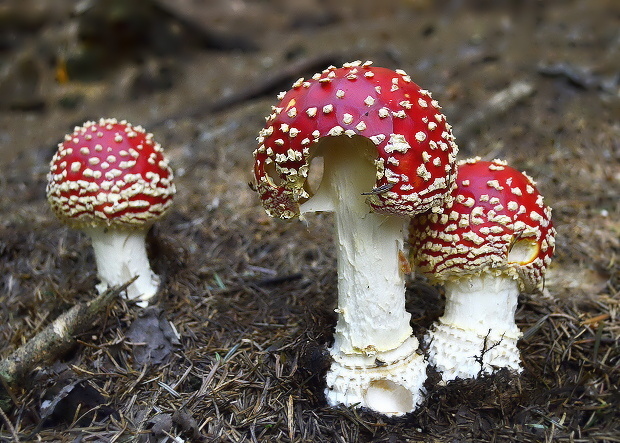 muchotrávka červená Amanita muscaria (L.) Lam.