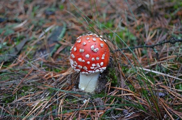 muchotrávka červená Amanita muscaria (L.) Lam.